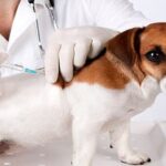 การฉีด วัคซีน สำหรับสุนัขโตและลูกสุนัข